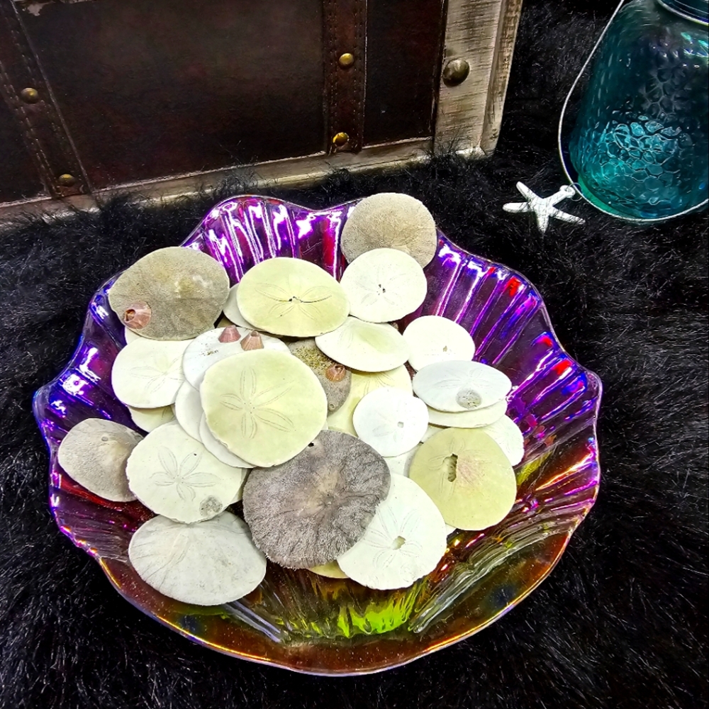 Sand dollars